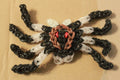 U.V Tarantula
