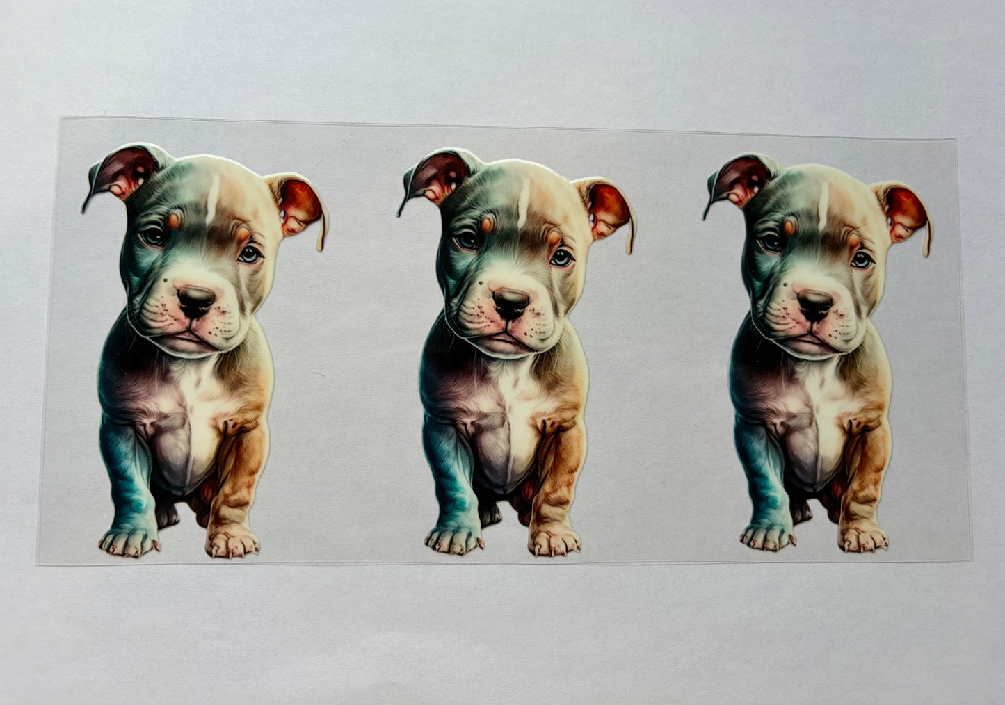 Pit bull