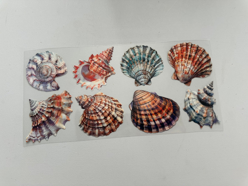 Seashells