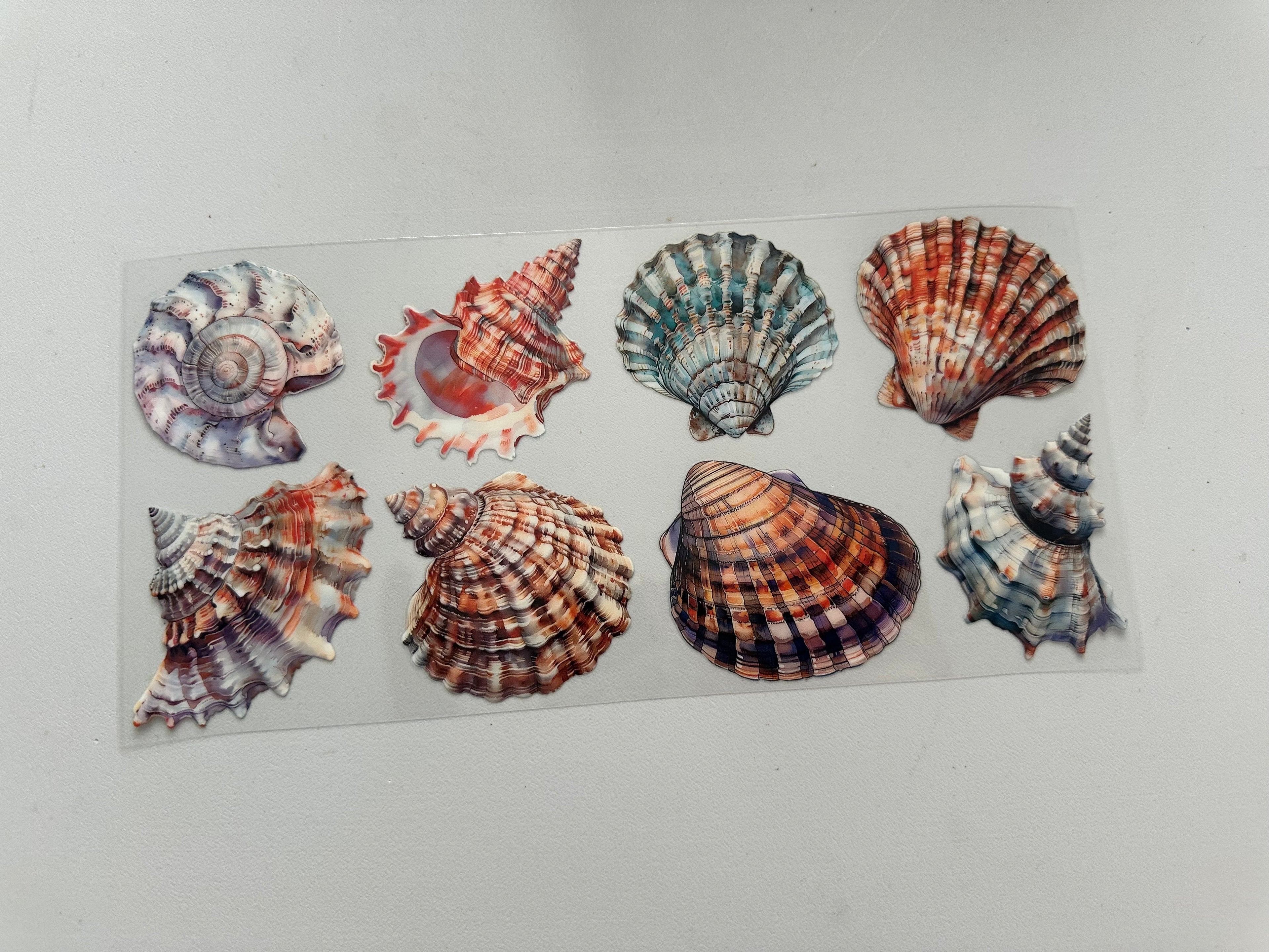 Seashells