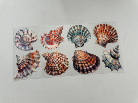Seashells
