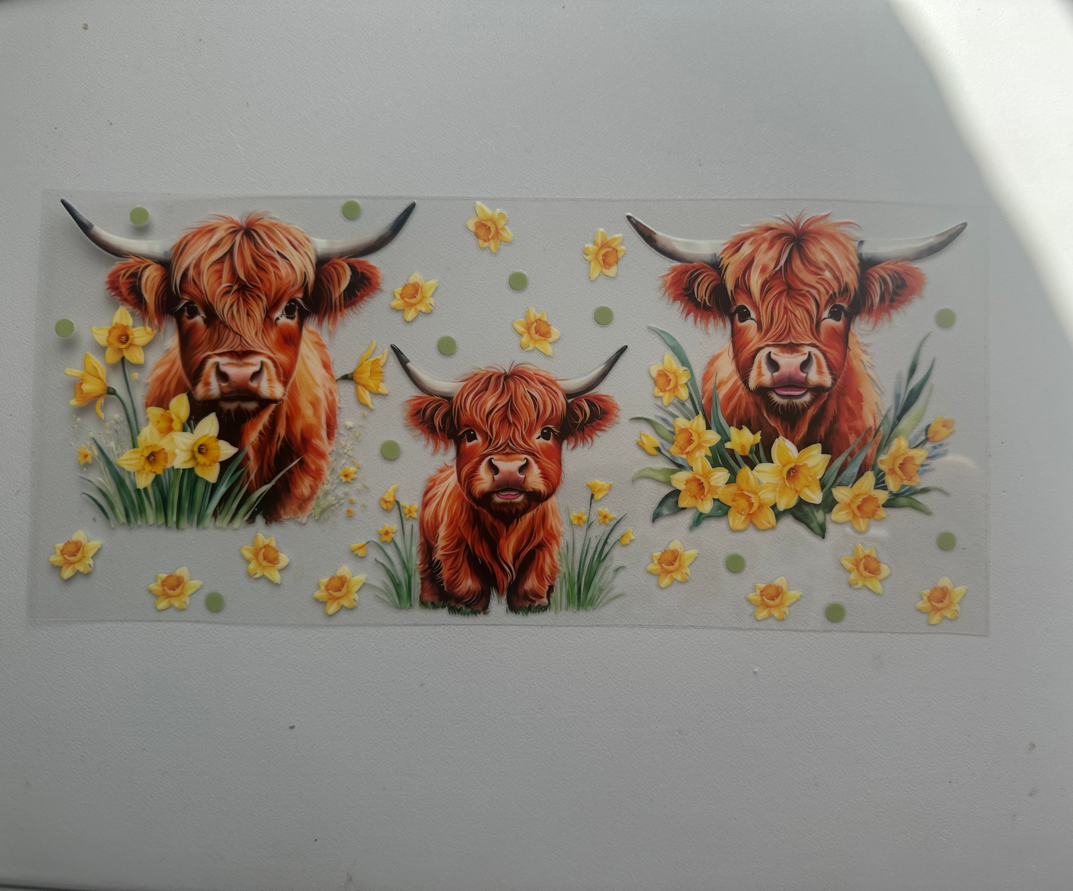 Highland cow with yellow flowers